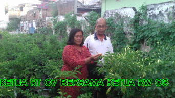 Pembagian Bibit Lombok Dari Pemkot Berbuah di RT 07 RW 03 Kupang Krajan