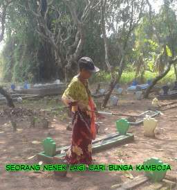 Harga Bunga Kamboja tak Seharum Baunya.
