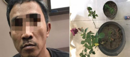 Satreskoba Polres Gresik Ringkus Pemilik Tanaman Ganja di Wringinanom