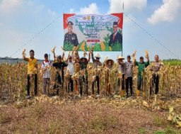 Panen Raya Jagung, Wujud Nyata Sinergi Untuk Ketahanan Pangan Sekaligus Meningkatkan Kesejahteraan Petani