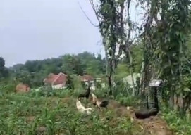 Saat Gerebek Terhalang Kayu dan Batu, Polisi Gagal Tangkap Pelaku Penjudi Sabung Ayam di Bira Tengah Sampang