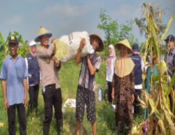 Dibantu Anggota Polsek Cerme dan UPT Pertanian Cerme, Warga Sukoanyar Lakukan Panen Raya