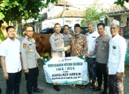 Polres Gresik Salurkan 100 ekor Hewan Kurban di Hari Raya Idul Adha