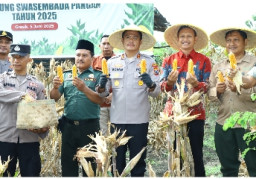 Dukung Swasembada Pangan 2025, Kapolres Gresik Penen Raya Jagung di Panceng