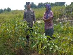 Dukung Ketahanan Pangan, Polsek Cerme Tinjau Tanaman Sawi dan Terong di Pekarangan Warga Desa Ngabetan