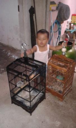 Burung Kenari Harganya Terjun Bebas Hingga 70%