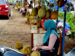Kecamatan Tlogosari Dan Pujer Potensi Jadi Wisata Durian