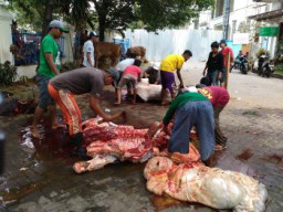 Pengadilan Negeri Surabaya Sembelih 8 Ekor Sapi dan 5 Ekor Kambing