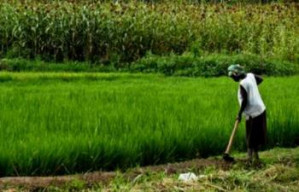 Dispertanakan Bondowoso Genjot Pertanian Organik 