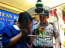 Curi Burung Love Bird, Nanang Berurusang Dengan Polsek Tambaksari Surabaya.