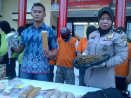 Tujuh Pemakai dan BD Ganja di Libas Polrestabes Surabaya