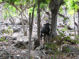 Kambing Liar  Resahkan Petani Batu Bingkung