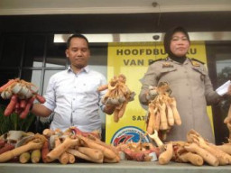 Diduga Mau Dikirim ke Jakarta, Ribuan Ketapel Diamankan Petugas Polsek Wonokromo.
