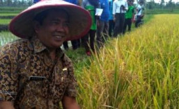 Dinas Pertanian Persiapkan Peroleh Sertifikat Organik Internasional.