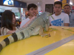 BG Junction Adakan Pameran Reptil
