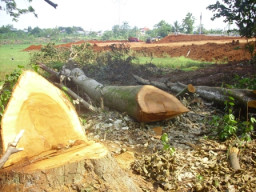Terkait Pembangunan Terminal Jati Jaja Pohon Hutan Lindungpun Di Korbankan