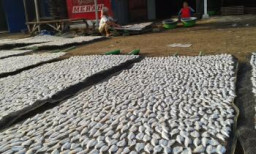 Ikan Asin Dari Lekok Pasuruan Merambah Pasar Surabaya Dan Semarang