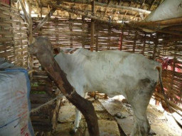 Ketua Kelompok Ternak PPSP 'Rekayasa' Harga Sapi