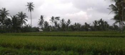 Beberapa Daerah Kekeringan, Pengadaan Beras Masih Berjalan