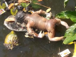 Mayat Bayi Mengambang di Kali Platuk Bulak Banteng, di Duga Hasil Hubungan Gelap