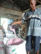 Di Lamongan Pupuk Urea Bersubsidi Diwarnai Pink