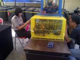 Bawa 90 Burung Beo Tanpa Surat Karantina, SA dan AH di Tangkap Polairud Polda Jatim