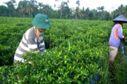 Harga Cabai Rawit Hijau Terus Menurun, Petani Bondowoso Was-Was.