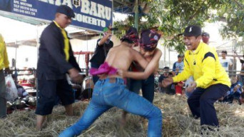 Pagelaran Okol  gulat Meriahkan Pagelaran Sedekah Bumi Desa Bungkal kelurahan Sambikerep