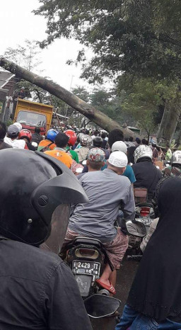 Hujan Angin Menerpa Pasuruan, Pohon Pun Bertumbangan.
