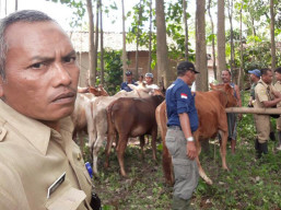 Hindari Penyakit Influenza, Tim Puskeswan Lakukan Pemeriksaan Hewan Ternak.