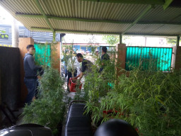 Tanam Ganja di Dalam Rumah, 4 Pria Ditangkap Reskoba Polresta Malang.