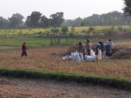 Harga Gabah Murah, Petani Pada Resah.