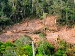 Mengungkap Mafia Tanah Negara, Sejumlah Perangkat Desa Ikut Menikmati.