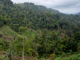 Perangkat Desa Mulai Bernyanyi, Terkait Hilangnya Tanah Negara.
