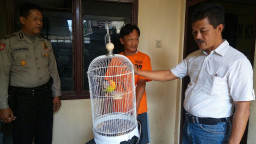Polsek Krembangan Ringkus Pencuri Burung Love Bird