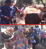 Program Upsus Siwab, Tingkatkan Perkembangan Sapi Bunting.