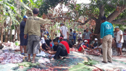 Warga Bungkal Sambikerep, Sembelih 19 Hewan Qurban.