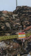 Garad Bingung, Penangkapan Export Kulit Rusa, Lenyap di Telan Bumi.