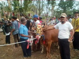 Budaya Kerapan Sapi, Masih Digemari Warga Bondowoso.