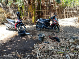Polisi Grebek Arena Sabung Ayam, Diduga Bocor Tak Satupun Yang Tertangkap.
