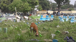 Tokoh Masyarakat Kelurahan Gentong mengeluh, Banyak Kotoran Kambing di TPU Gadingrejo. 