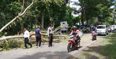 Jalan Lintas Bondowoso Situbondo Macet Total, Anggota Polsek Tapen Turun Tangan.
