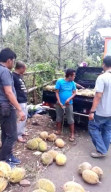 Durian Kabupaten Pasuruan Gagal Panen, Durian Lampung Menyerbu Pasaran.