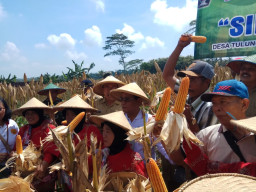 Pemkab Blitar Targetkan Segera Panen Raya Jagung, di Lahan Seluas 53 Hektar.