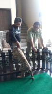 Karina Lahirkan 3 Bayi Harimau, di Taman Safari Prigen Pasuruan.