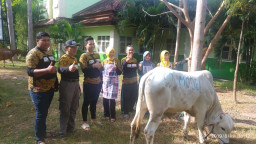 Hari Idul Adha 1440, SD Model Banyuwangi Potong 3 Ekor Sapi, 10 Ekor Kambing.