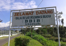 Kebutuhan Pakan Konsentrat BBIB Singosari capai 300 Ton, Tender Pengadaan 349 Ton