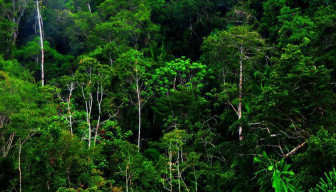 Awas! Ada Pungli di Perhutanan Sosial Banyuwangi.