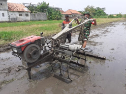 Melalui Kegiatan Upsus, Babinsa Kraton Dukung Swasembada Pangan di Pasuruan.