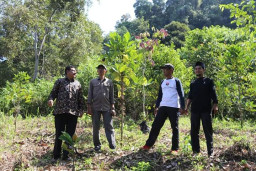 Plt Bupati Aceh Selatan Tgk Amran, Hadiri Kenduri Blang Gampong Bate Macenang Aceh Selatan.